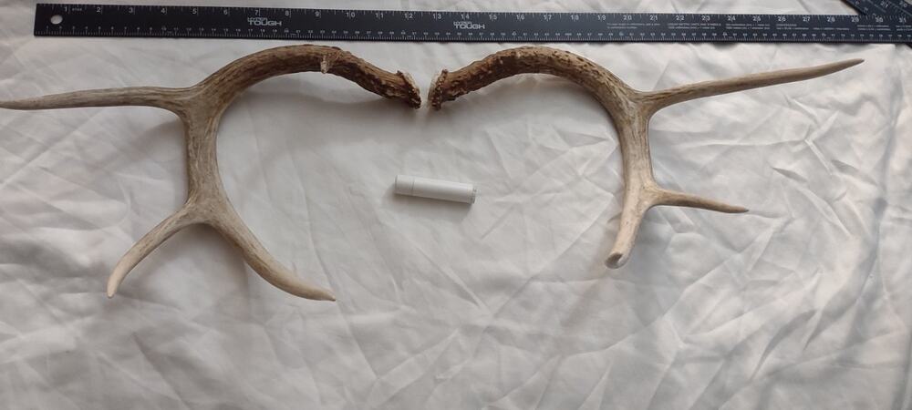 6 Point Whitetail Deer Antlers Removed From Taxidermy Deer - Nice Rack